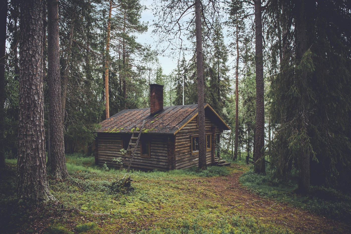 The Pine House — Ẩn mình giữa rừng thông